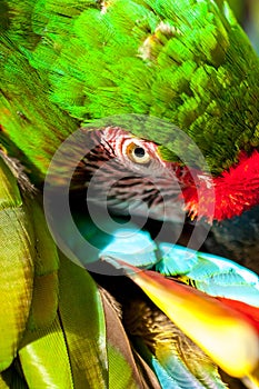 Big green macaw parrot grooming feathers