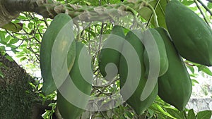 Big green and mature Fruits of papayas hang on a tree, papaya fruit