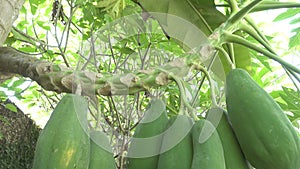 Big green and mature Fruits of papayas hang on a tree, papaya fruit