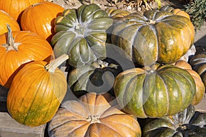 Big green and orange pumpkins in local market
