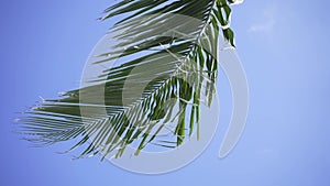 Big green palm branches against a clear blue sky at a sunny day. Palm tree. Coconut Palm on the background of the blue