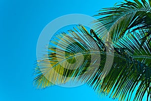 Big green palm leaves on a blue sky background
