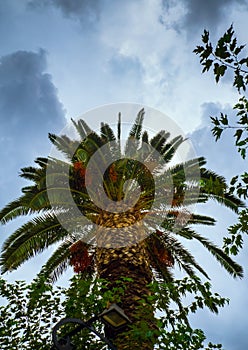 Big green palm tree with storm clouds looming over - shot from below