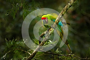 Big green parrot Great-Green Macaw on tree, Ara ambigua, Wild rare bird in the nature habitat, sitting on the branch in Costa Rica