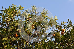 A big green parrot with a yellow beak sits on an orange tree and eats fruits