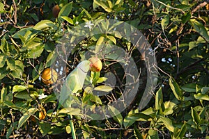 A big green parrot with a yellow beak sits on an orange tree and eats fruits