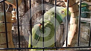 Big green parrot in a zoo cage.