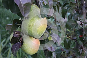 Big green pears on the tree.
