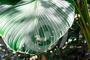 Big green pin stripe leaf of calathea marantaceae from brazil