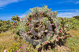 Big green plant cactus opuntia ficus-indica with fig fruits photo