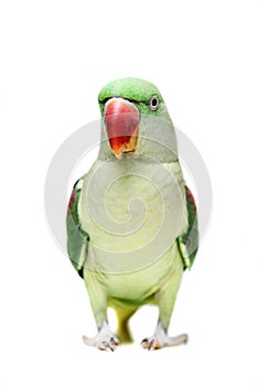 Big green ringed or Alexandrine parakeet on white