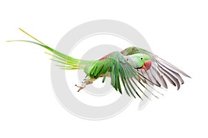 Big green ringed or Alexandrine parakeet on white