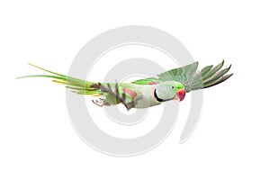 Big green ringed or Alexandrine parakeet on white