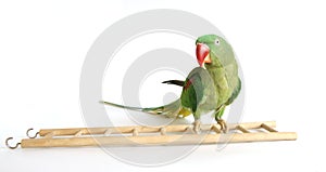 Big green ringed or Alexandrine parrot