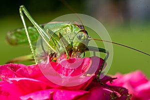 Big green saber grasshopper sits on a rose and eats