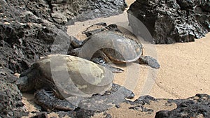 Big green sea turtle hawaii