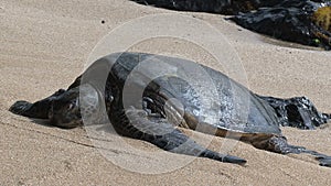 Big green sea turtle hawaii