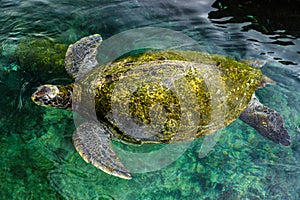 Big green sea turtle, Israel