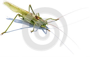 Big green shield-backed locust on white background