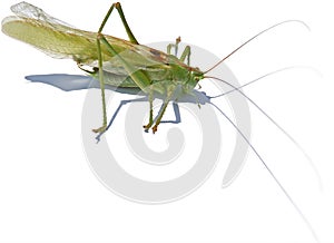 Big green shield-backed locust on white background