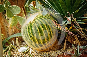 Big green sphere cactus with large needles and aloe and different cactuses on the background