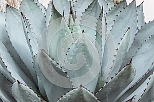 Big green succulent plant with thorn