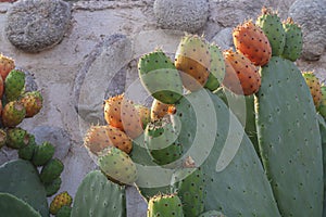 Big, green succulent Prickly pear cactus  leaves with fruits.