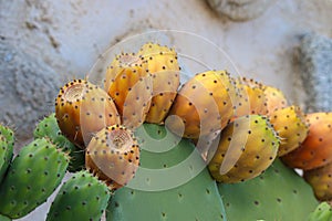 Big, green succulent Prickly pear cactus leaves with orange fruits.