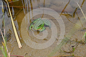 Big green toad sitting in a pond