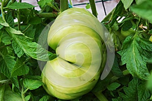 Green big tomatoe among green leaves, plant