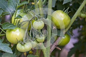 Big green tomatoes grows