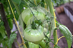 Big green tomatoes ripening on a branch