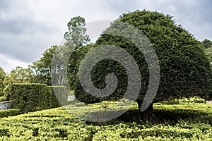 Big green tree cut and maintained in a round shape. Park with hedge and trees