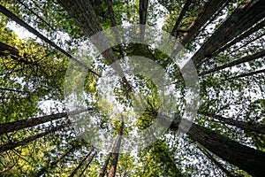 Big green tree forest look up view at Redwoods national park spring photo