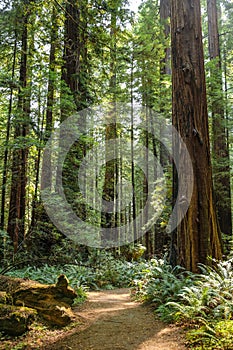 Big green tree forest trail at Redwoods national park spring