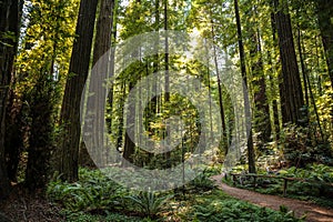 Big green tree forest trail at Redwoods national park spring photo