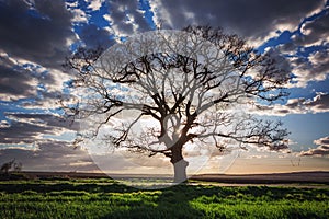 Big green tree in the green field, dramatic clouds, sunset shot