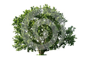 Big green tree isolate on white background,