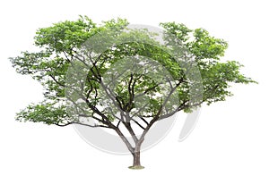 The big and green tree isolated on white background. Beautiful and robust trees are growing in the forest, garden or park