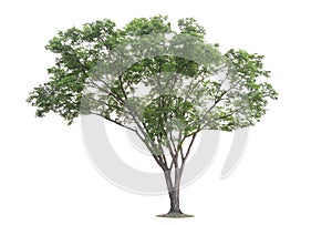 The big and green tree isolated on white background. Beautiful and robust trees are growing in the forest, garden or park