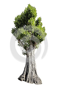 Big green tree is isolated on a white background. clipping path