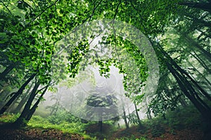 Big green tree and leaves in a beautiful nature at morning in the misty spring forest with sunshine