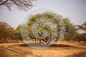 Big green tree making big shadow on sandy road. Wild life in Safari. Baobab and bush jungles in Senegal, Africa. Bandia Reserve.