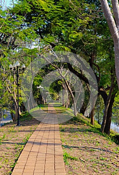 Big Green Tree and Park Pathwalk