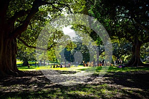 Big Green tree in the park at sunset with gravel path I