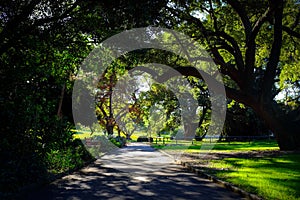 Big Green tree in the park at sunset with gravel path I