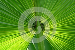 Big green tropic palm leaf with light background