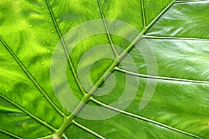 Big green tropical leaf background - Giant Upright Elephant Ear close-up