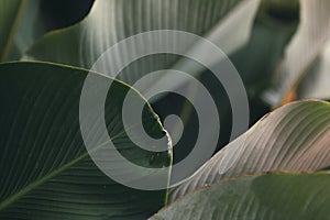 Big green tropical leave texture