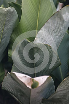 Big green tropical leave texture